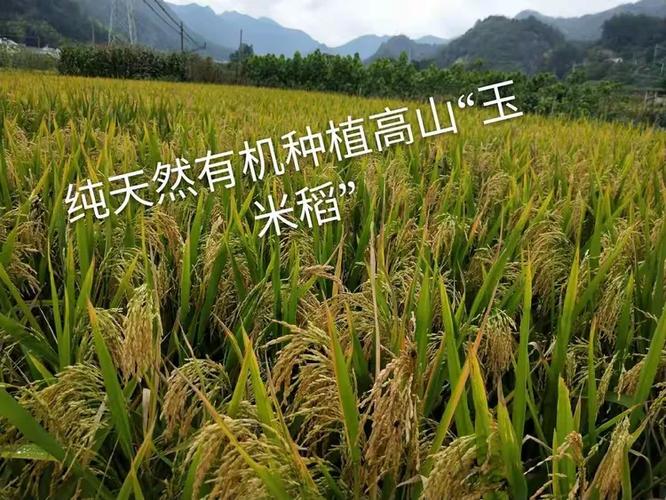 梅子农产品(大别山原生态农副产品土特产品)